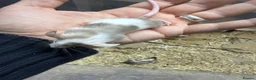 Mouse rodents for sale: Female Mice Looking for New Homes in Telford - Advert 4