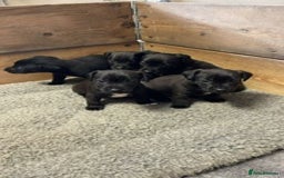 Patterjack dogs for sale: Patterdale Cross Jack Russells - Image 3