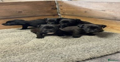 Patterjack dogs - Advert 15