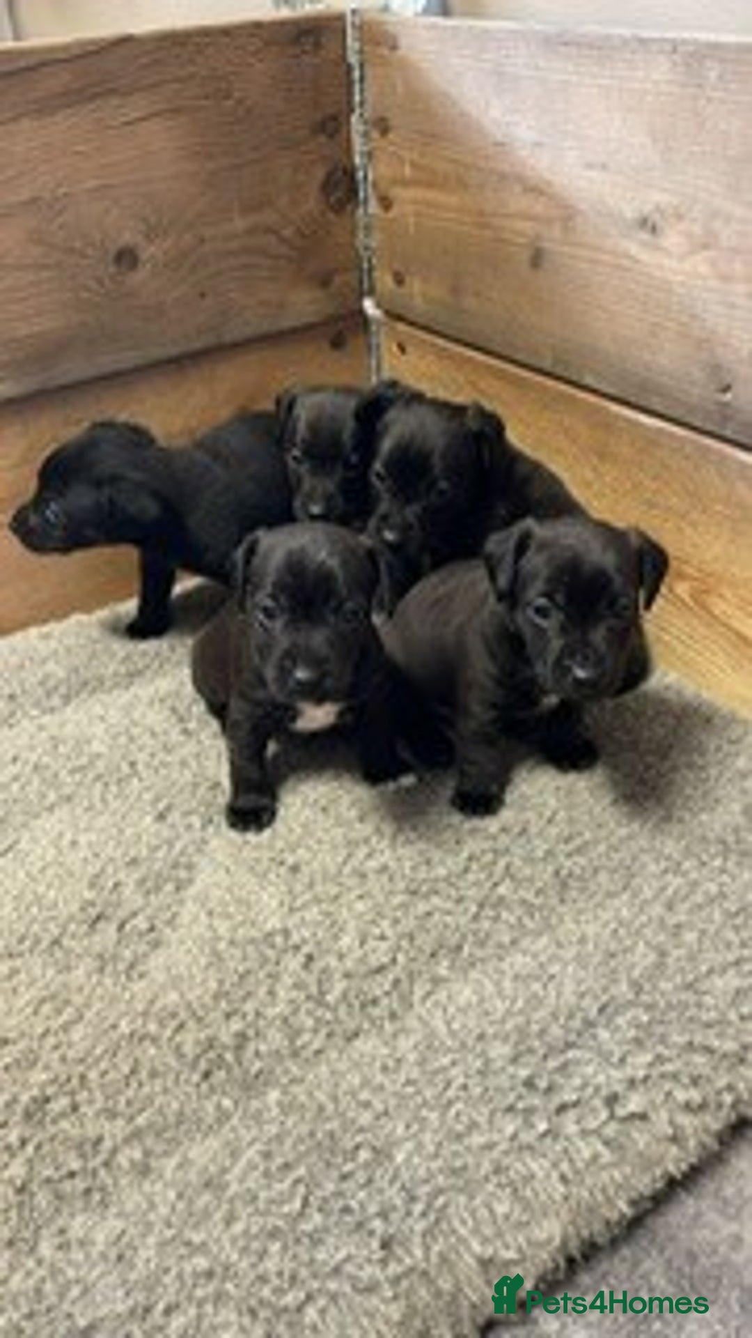 Patterjack dogs for sale: Patterdale Cross Jack Russells - Image 3