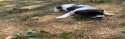 Mixed Breed dogs for sale: Gorgeous pups  in Southampton - Advert 9