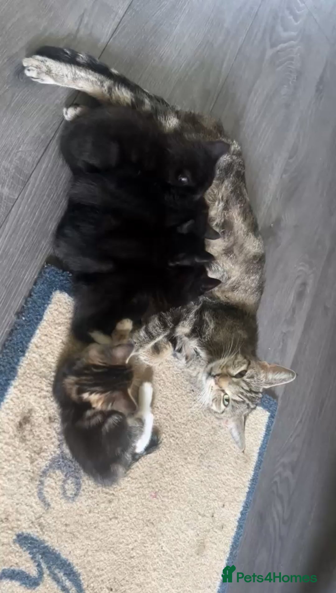 Mixed Breed cats for sale: Bengal tabby x Turkish angora - Image 3