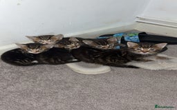 Bengal cats for sale: 5 kittens ready to go soon - Image 1