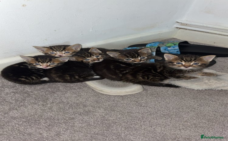 Bengal cats - Advert 4