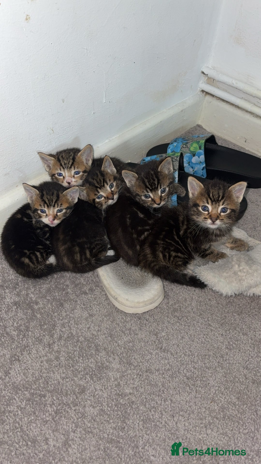 Bengal cats for sale: 5 kittens ready to go soon - Image 1