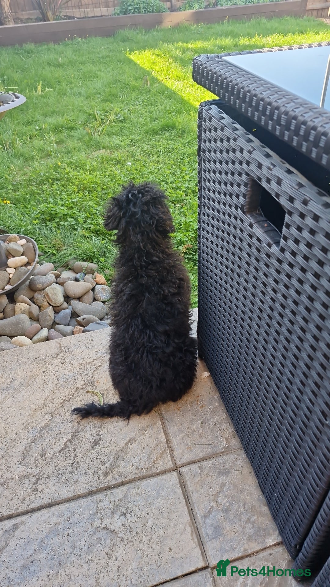 Cockapoo dogs for sale: Beautiful Black Cocapoo Boy - Advert 5