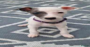 Whippet dogs - Advert 13