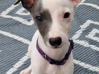 Whippet dogs - Advert 1