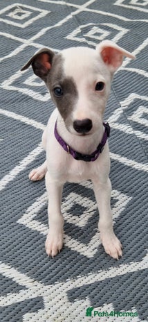 Whippet dogs - Advert 13