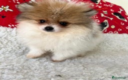 Pomeranian dogs for sale: Fluffy Pomeranian puppies - Image 37