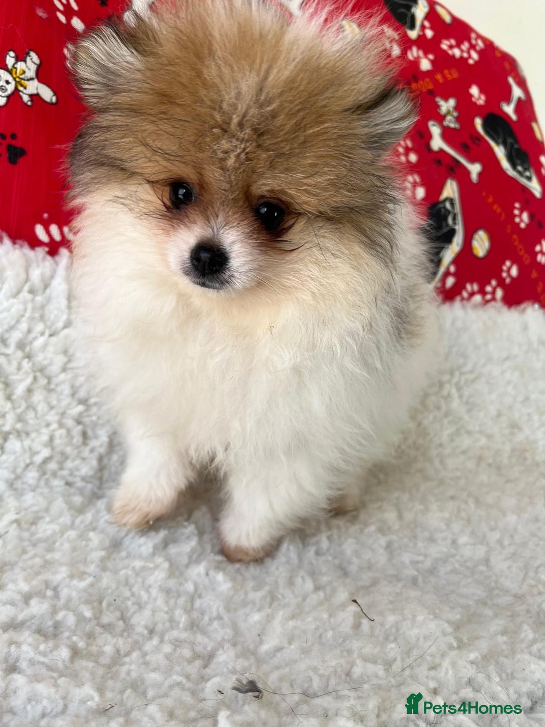 Pomeranian dogs for sale: Fluffy Pomeranian puppies - Image 37