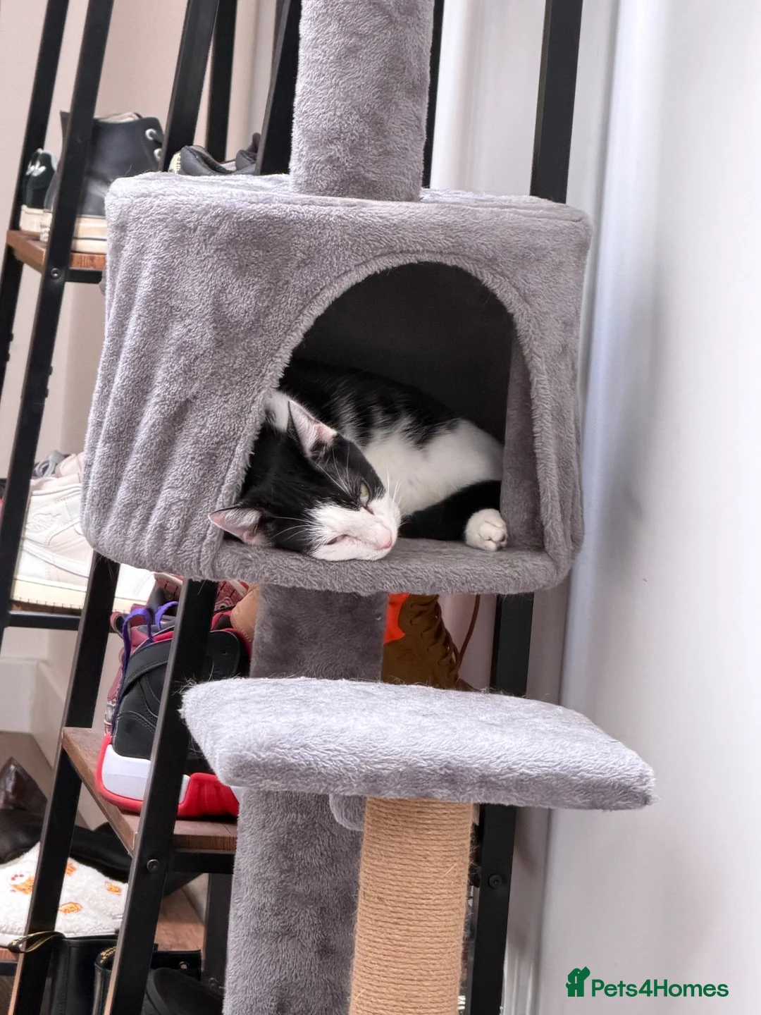 Domestic Shorthair cats for sale: Lovely cat Sierra looking for single-pet home - Advert 2