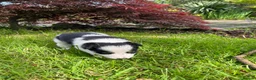 Border Collie dogs for sale: Adorable Border Collie puppies  - Advert 14