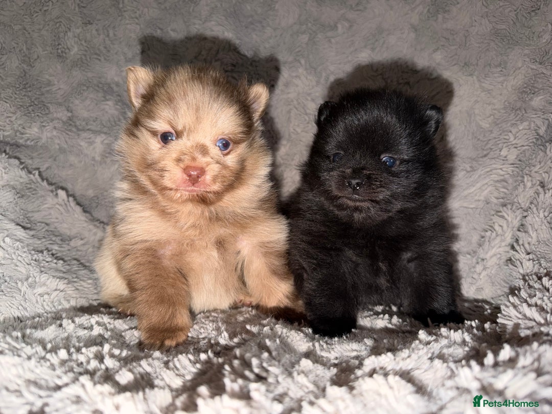 Pomeranian dogs for sale: 🤎💙QUALITY POMERANIAN BABY BEARS 💙🤎 - Advert 1