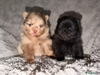 Pomeranian dogs 🖤🖤QUALITY BLACK BABY BOY BEARS 🖤🖤 - Advert 10