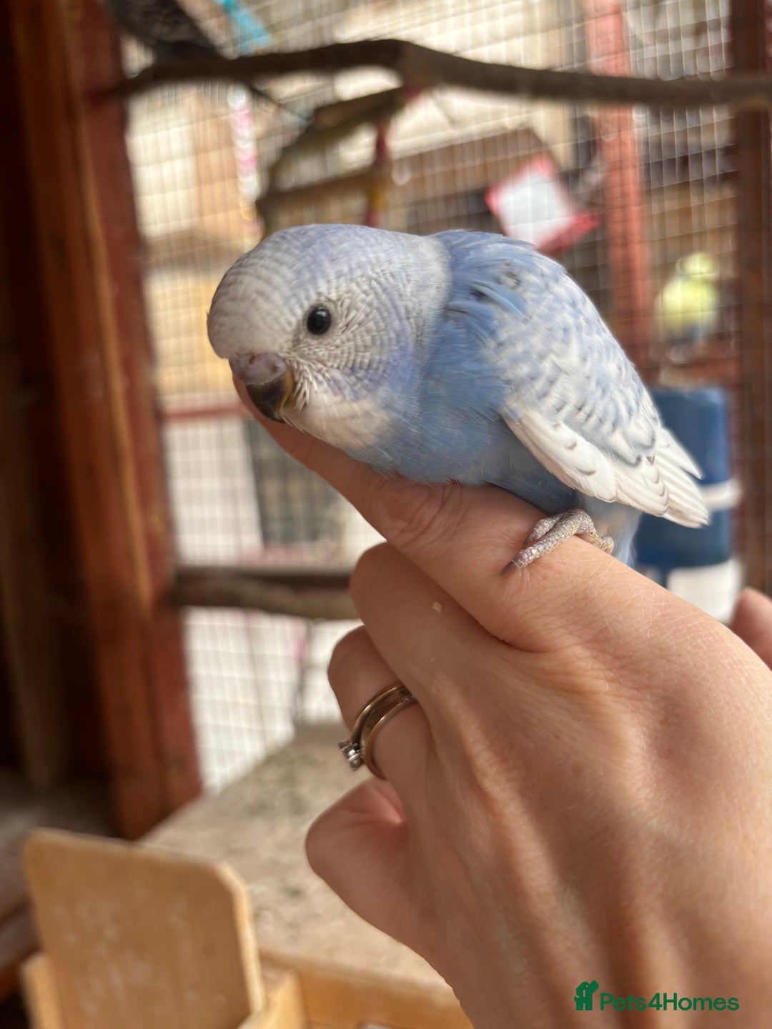 Budgerigars birds for sale: Budgies for sale £15 in Lincoln - Image 11