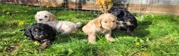 Cockapoo dogs for sale: F1 Cockerpoo Puppies  - Advert 6