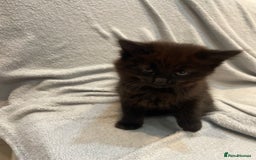 British Longhair cats for sale: Beautiful little kitten for sale - Image 3
