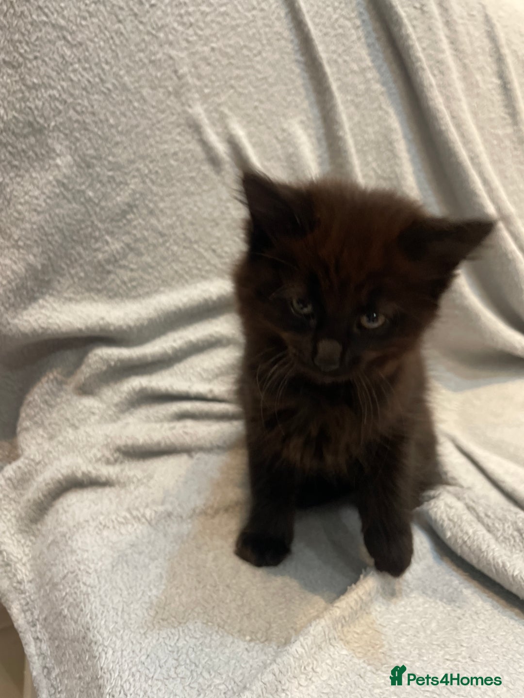 British Longhair cats for sale: Beautiful little kitten for sale - Image 3