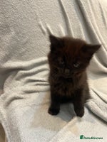British Longhair cats - Advert 1