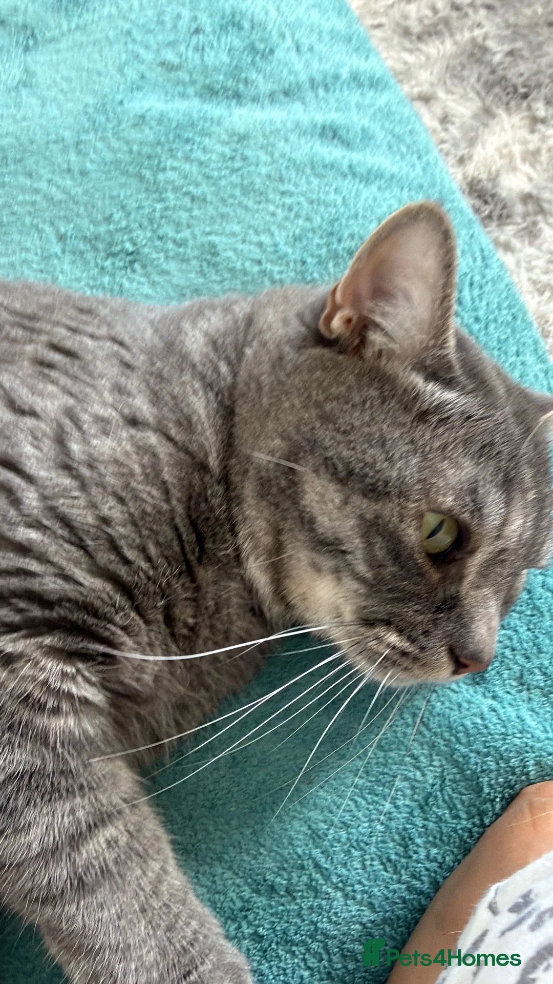 American Shorthair cats for sale: American shorthair needs rehoming in Birmingham - Advert 2