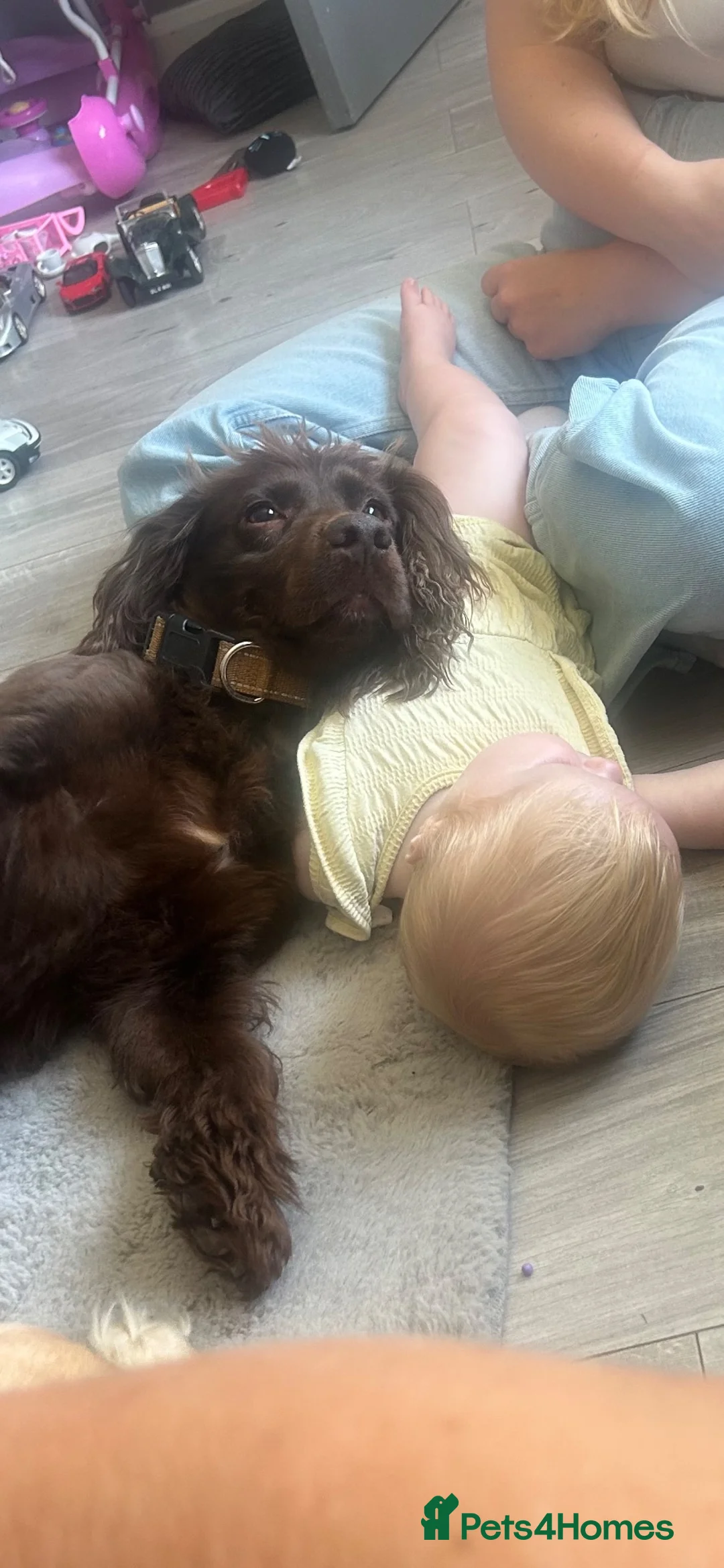 Cocker Spaniel dogs for sale: Penny ❤️ - Advert 2