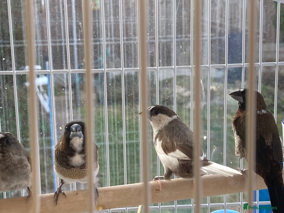Finches birds for sale: Bengalese Finches - Image 3