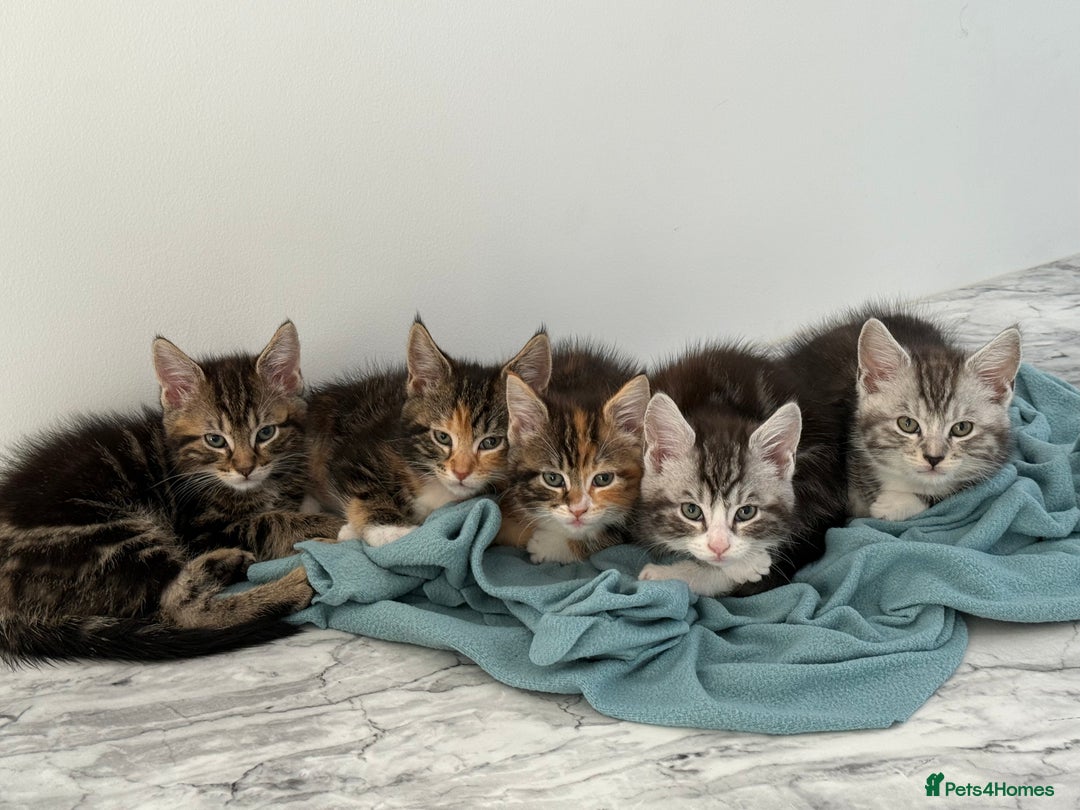 Mixed Breed cats for sale: Maine coon / Tabby kittens - Image 13