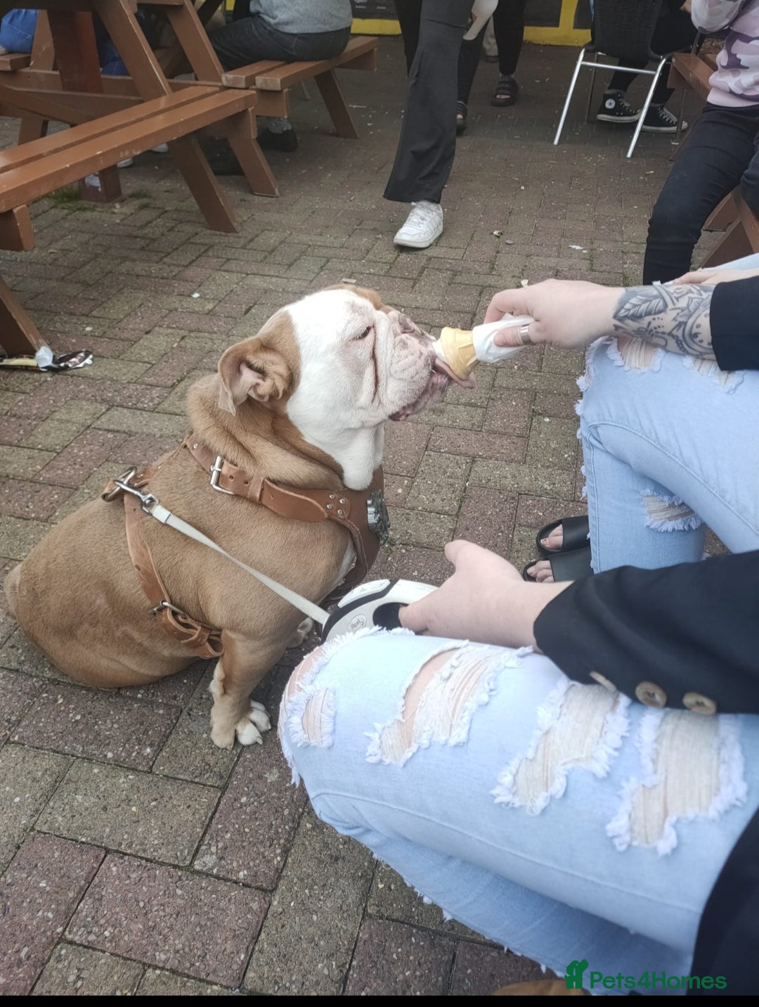 Old Tyme Bulldog dogs for sale: Bulldog  - Image 2