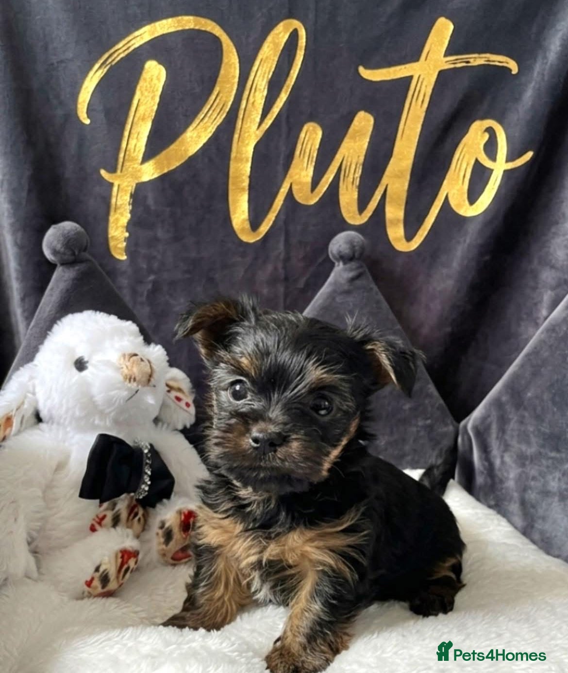Mixed Breed dogs Adorable Yorkshire/Biewer Terriers - Advert 14