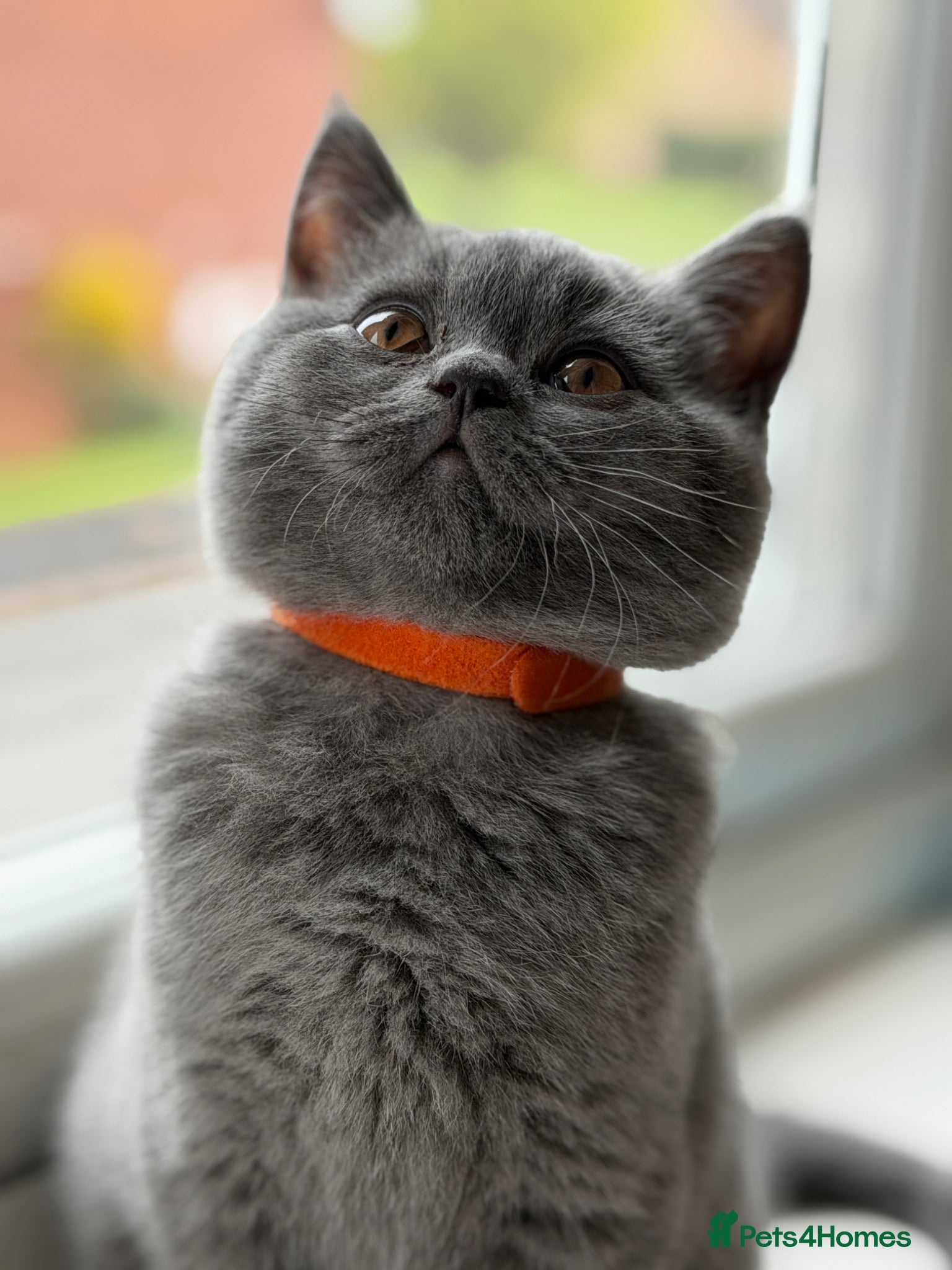 British Shorthair cats Two beautiful British shorthair kittens  - Advert 2