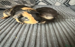 Guinea Pig rodents for sale: 2 male guinea pigs  - Image 2