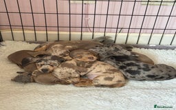 Miniature Dachshund dogs for sale: Miniature dachshunds for sale  - Image 4