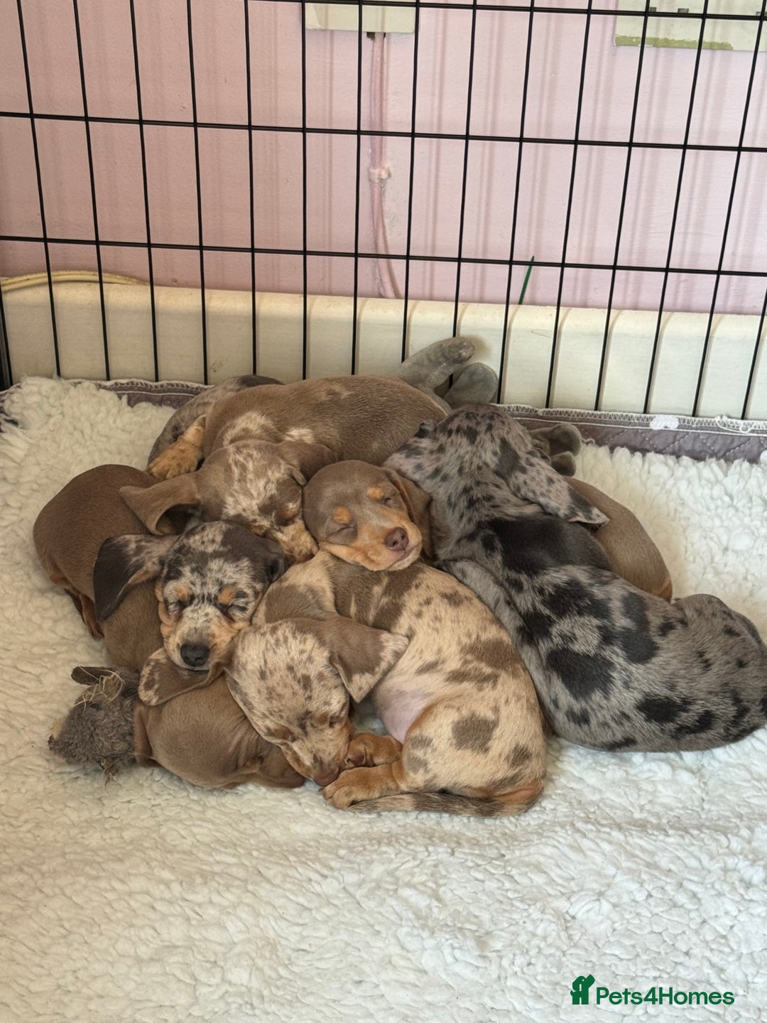 Miniature Dachshund dogs for sale: Miniature dachshunds for sale  - Image 4