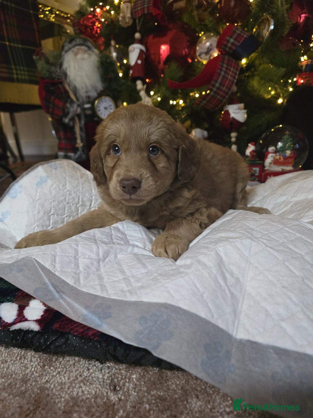 Cockapoo dogs for sale: Cockapoo puppies  - Advert 9