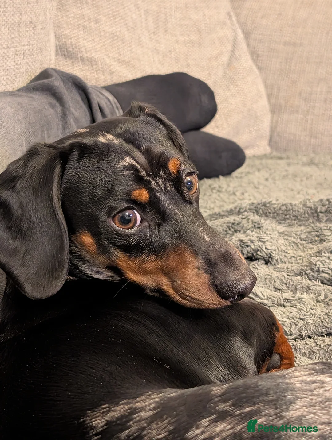 Miniature Dachshund dogs for sale: Frankie dapple miniature dashound  - Advert 2