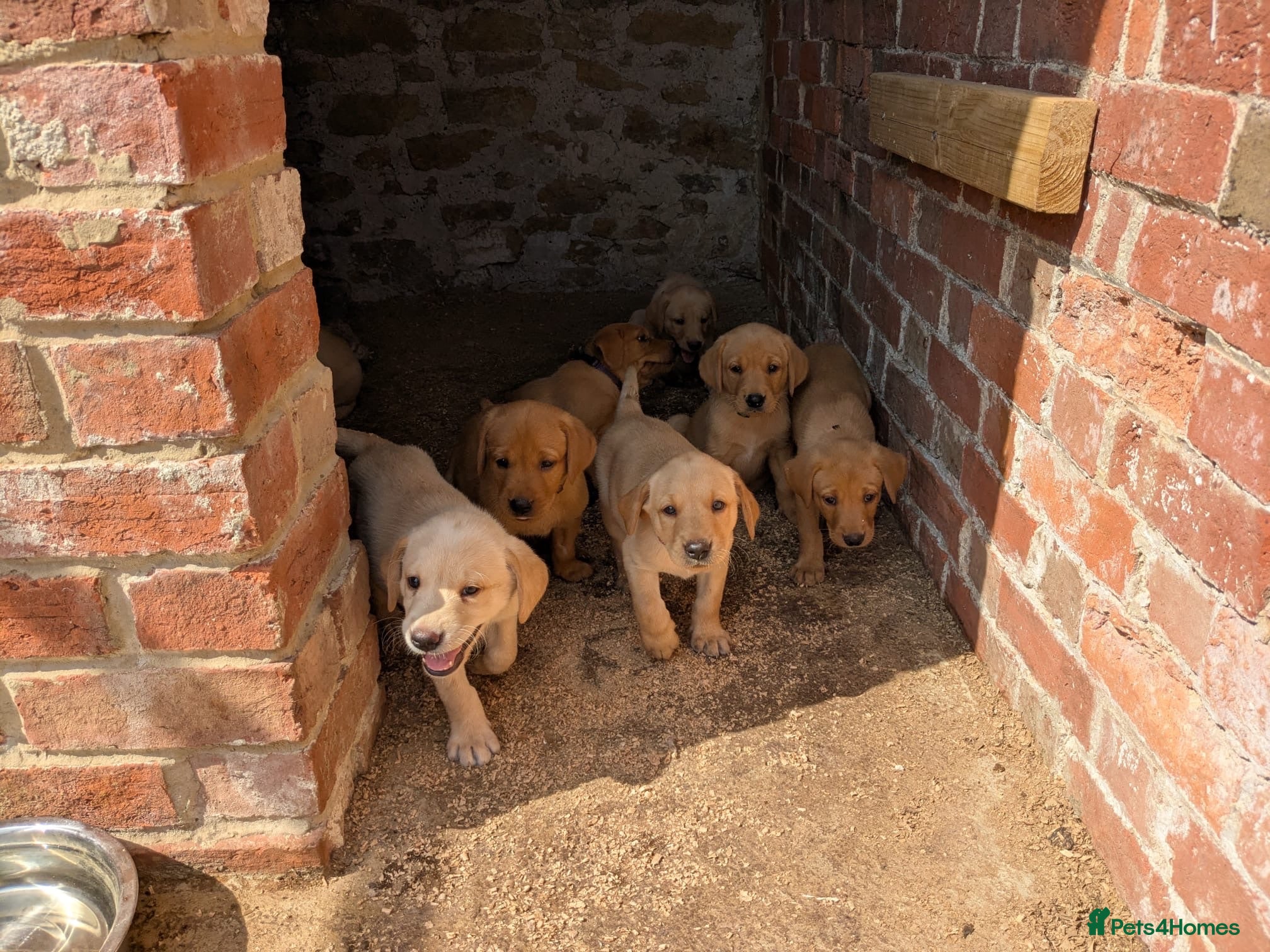 Labrador Retriever dogs KC registered yellow Labrador retriever puppies  - Advert 1