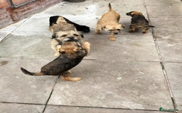 Border Terrier dogs for sale: BOY/DOG Grizzle & Tan Border terrier puppies.  - Image 14
