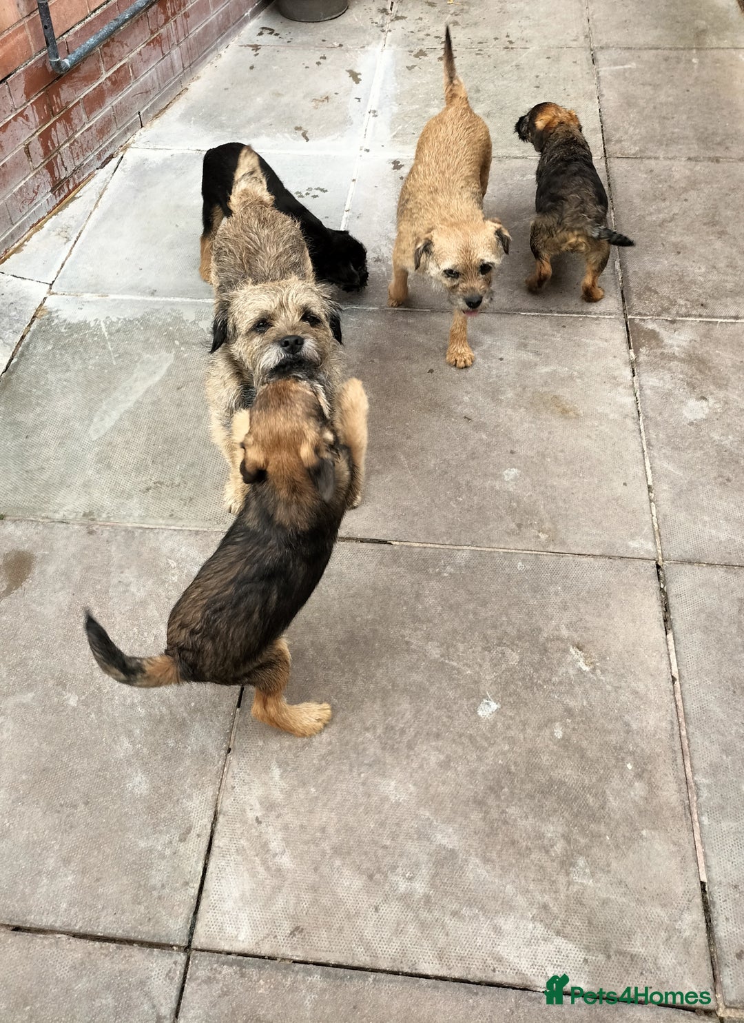 Border Terrier dogs for sale: BOY/DOG Grizzle & Tan Border terrier puppies.  - Image 14