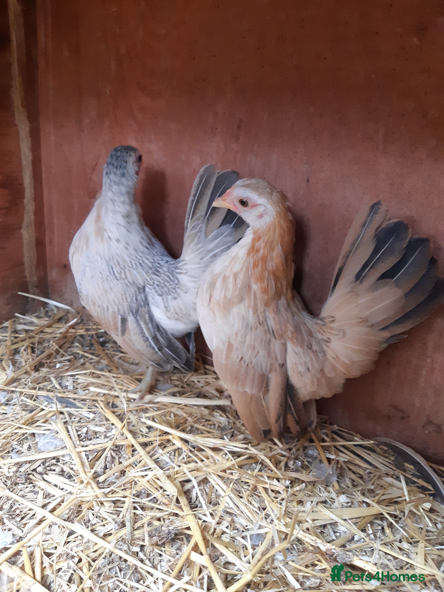 Chickens poultry Serama Bantam pullets  - Advert 23