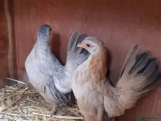 Chickens poultry Serama Bantam pullets - Advert 23