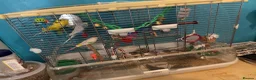 Budgerigars birds for sale: X2 budgies  in Derby - Advert 2