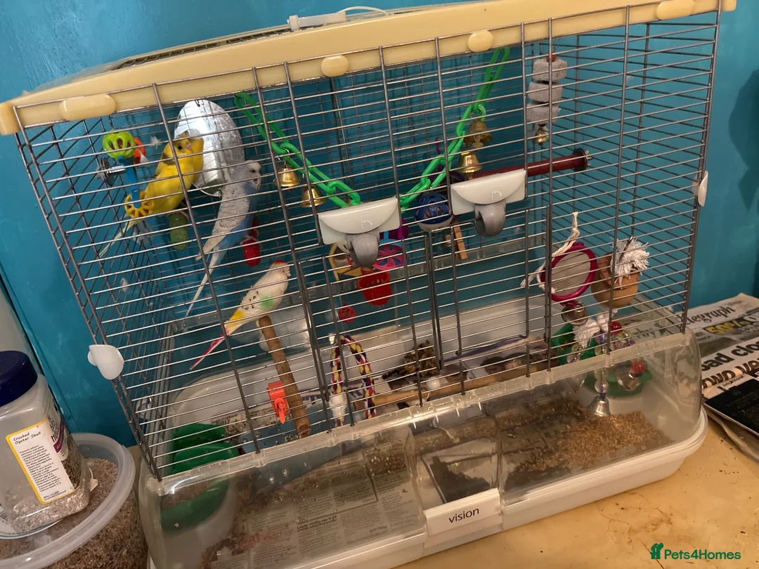 Budgerigars birds for sale: X2 budgies  in Derby - Advert 2
