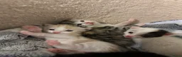 Sphynx cats for sale: Sphynx kittens. in Royston - Advert 3