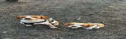 Mixed Breed dogs for sale: 6 month old pup  - Advert 14