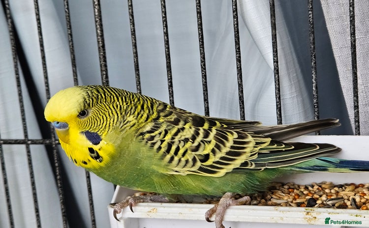 Budgerigars birds - Advert 1