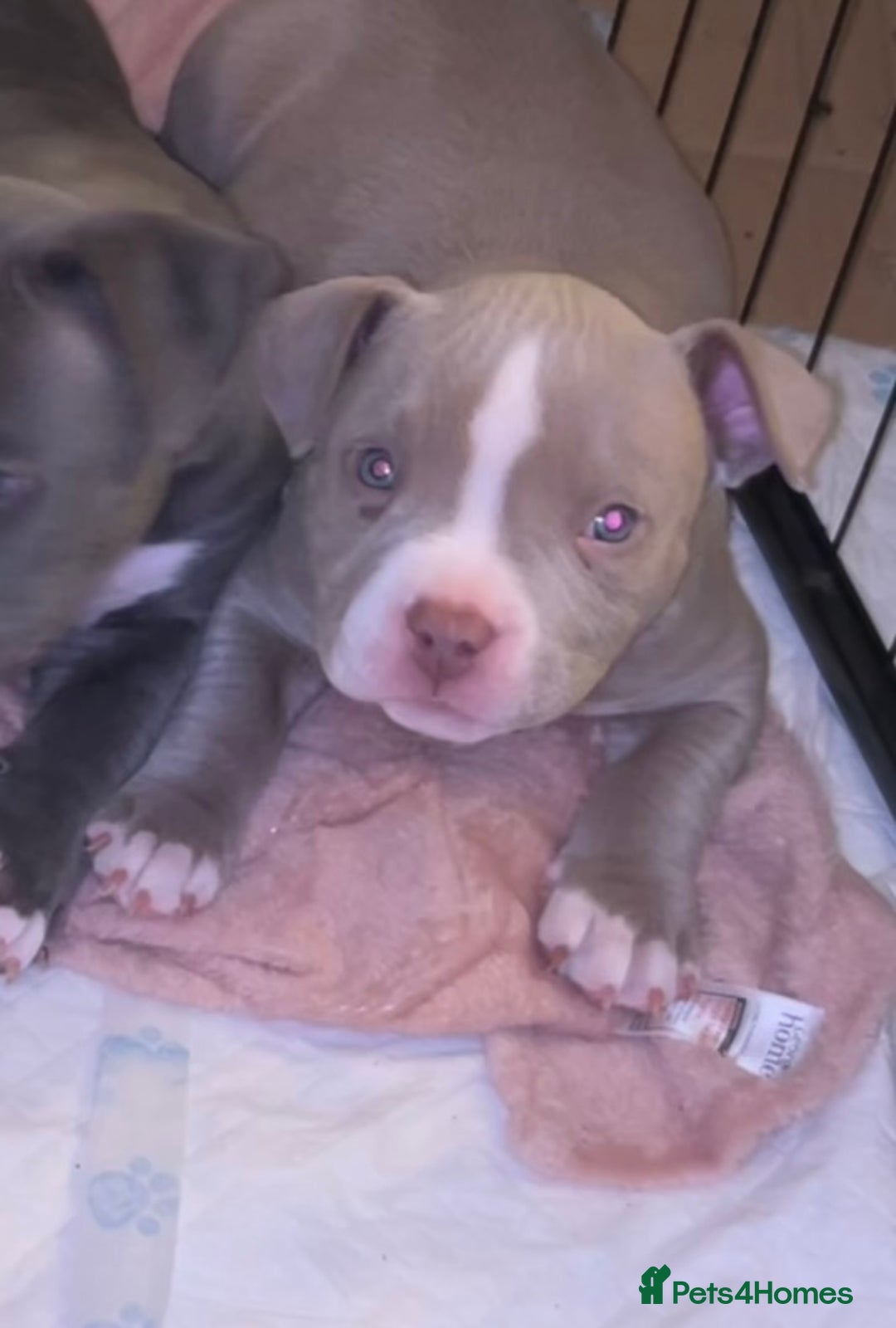 American Bulldog dogs for sale: Pocket bully girl  - Advert 2