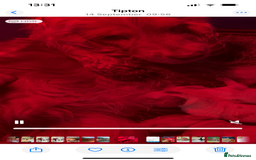 Cocker Spaniel dogs for sale: stunning show cockers - Image 27