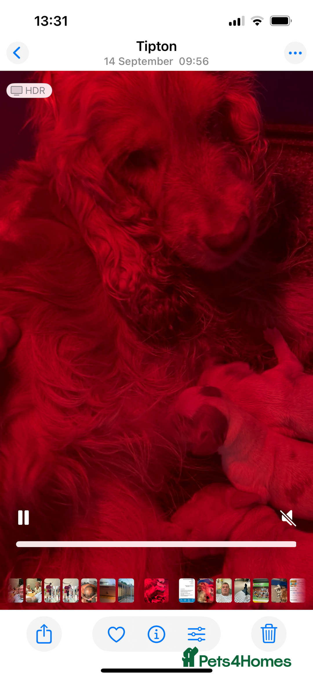 Cocker Spaniel dogs for sale: stunning show cockers - Image 27