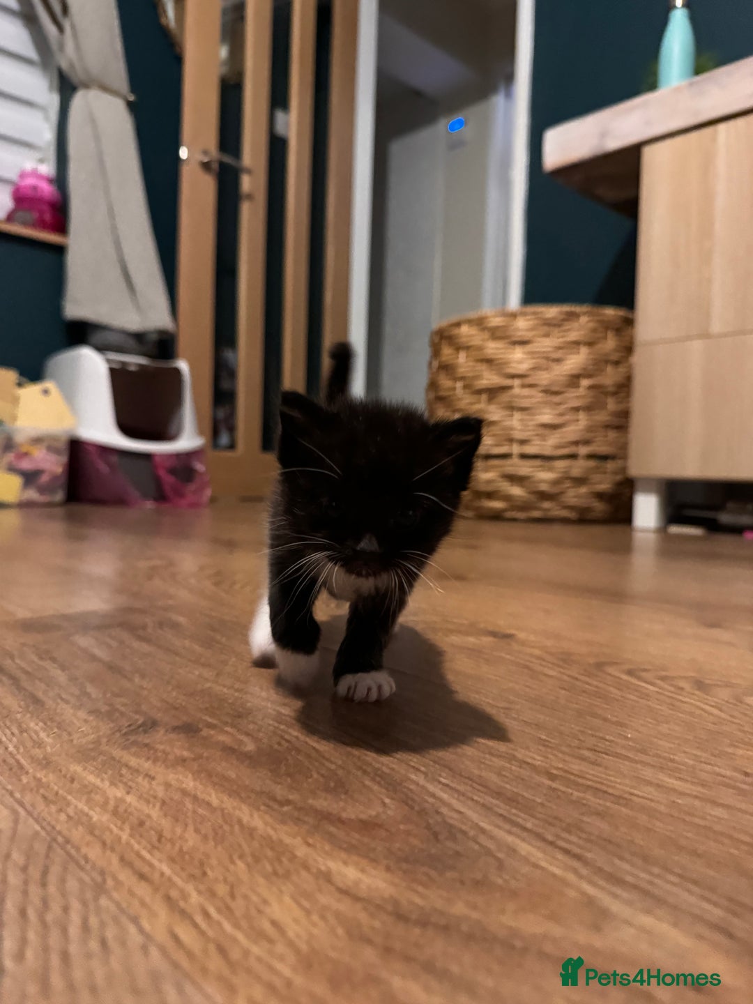 Mixed Breed cats for sale: Tuxedo kitten for sale - Image 2